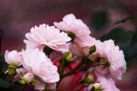 Blooms fragrant pink rose with green blooms outdoorsの写真素材