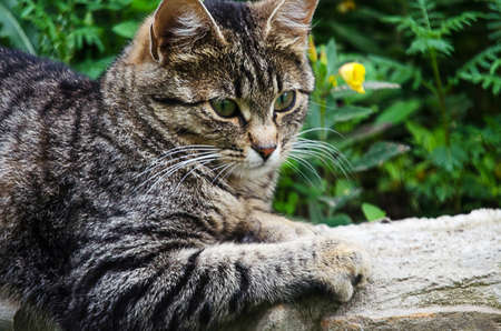The cat walks in the fresh air on green grassの写真素材