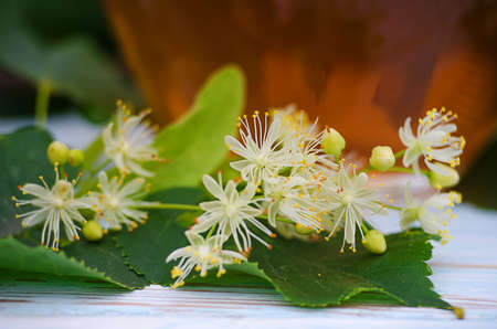 hot tea made from lime in a pot with a branch of limeの写真素材