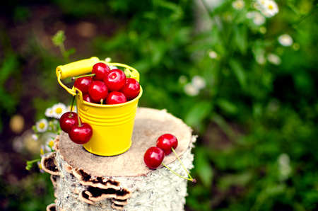 red ripe cherry on a background of trees and the sunの写真素材