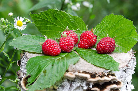 The red has reached tasty sweet raspberries