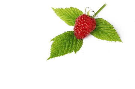 The red has reached tasty sweet raspberries