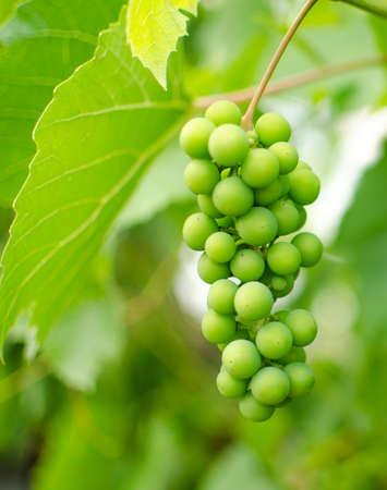 The grapevine grows in the open air in the autumn, ready for gatheringの写真素材