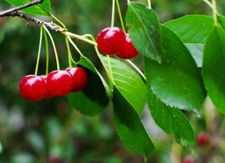 red ripe cherry on a background of trees and the sun