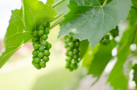 The grapevine grows in the open air in the autumn, ready for gathering