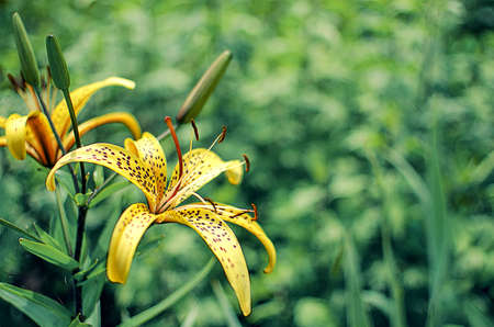 Beautiful lily flowers grow in the summer in the fresh airの写真素材