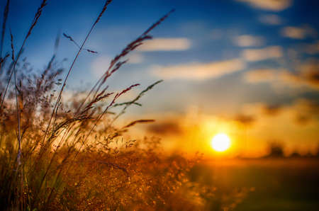 The sky and sunset with the field on which the grass grows