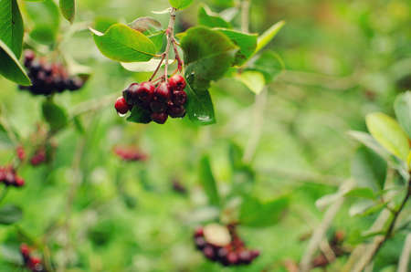 Red viburnum berries have medicinal tea cook