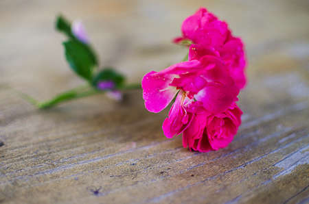 Blooms fragrant pink rose with green blooms outdoorsの写真素材