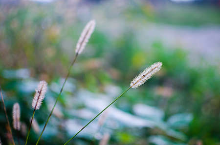 Green grass stem growing outdoors on a sunny dayの写真素材