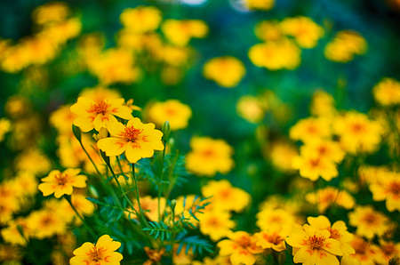 Orange juice flowers grow in the fresh air is a medicinal plantの写真素材