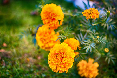 Orange juice flowers grow in the fresh air is a medicinal plantの写真素材