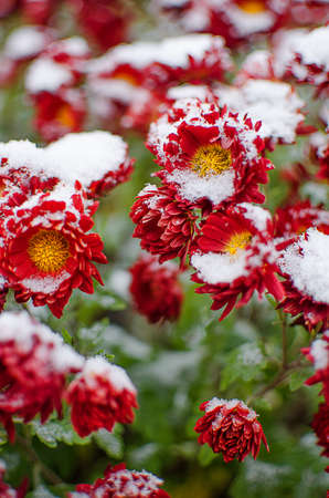 Chrysanthemum flowers grow outdoors in the fall on a sunny day