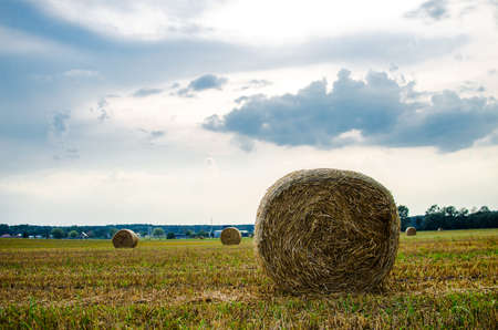 Open area of the field with sowing and harvesting