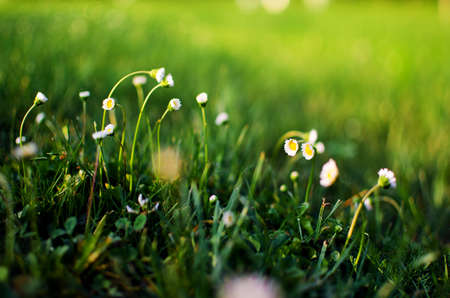 Soft white daisies bloom in summer field against the skyの写真素材