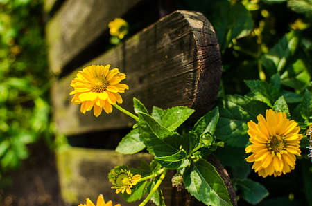 Large yellow flower sunflower agricultural crop blooms in the summerの写真素材