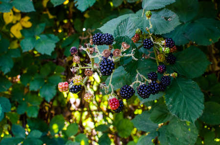 Sweet delicious berries for dessert in summer
