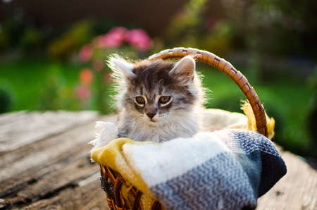 The cat walks in the fresh air on green grassの写真素材
