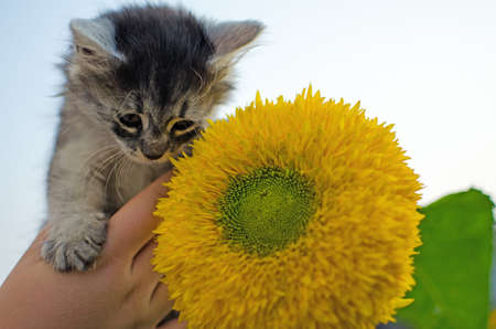The cat walks in the fresh air on green grassの写真素材