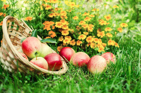Apples on a limited background in the basket and juiceの写真素材