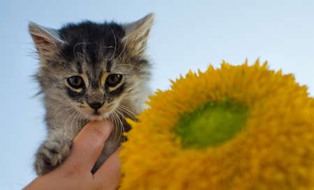 The cat walks in the fresh air on green grassの写真素材