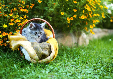The cat walks in the fresh air on green grassの写真素材