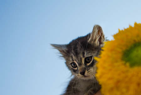 The cat walks in the fresh air on green grass