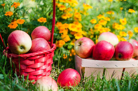 Apples on a limited background in the basket and juice