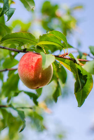 The big fruit reached a peach grows on a branch in the open air in the summerの写真素材