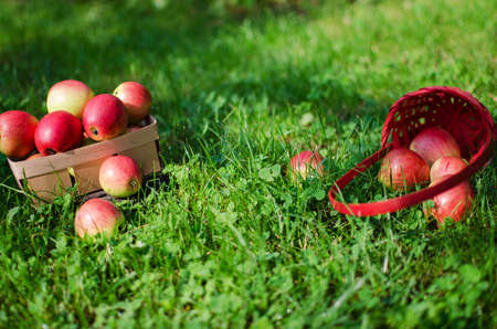 Apples on a limited background in the basket and juiceの写真素材