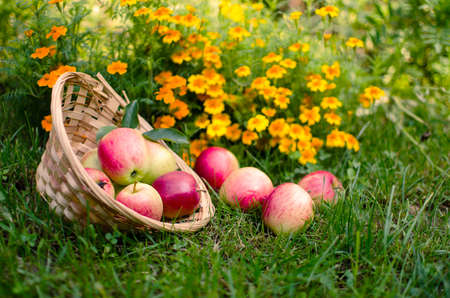 Apples on a limited background in the basket and juiceの写真素材