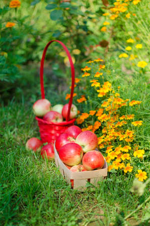 Apples on a limited background in the basket and juiceの写真素材