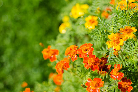Orange juice flowers grow in the fresh air is a medicinal plantの写真素材