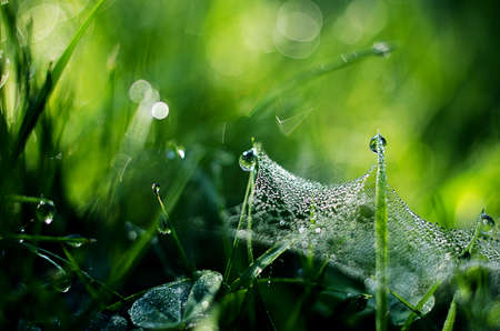Small drops of dew on fresh green grass in the morning fair weatherの写真素材