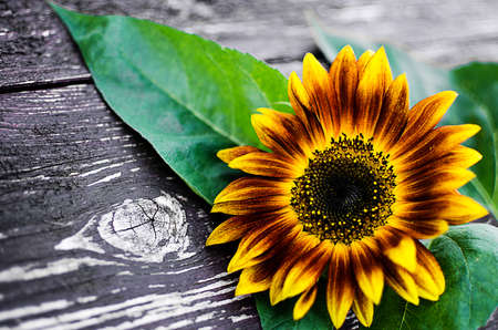 Yellow large sunflower grows on the field in the fresh airの写真素材