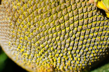 Yellow large sunflower grows on the field in the fresh airの写真素材