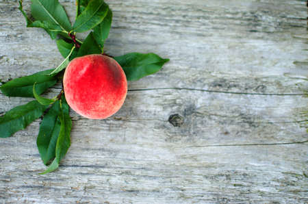 The big fruit reached a peach grows on a branch in the open air in the summerの写真素材