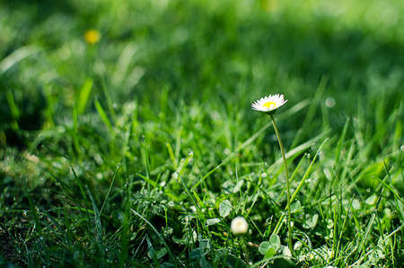 Soft white daisies bloom in summer field against the skyの写真素材