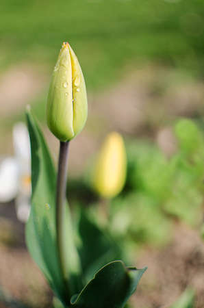 Delicate soft tulips bloom in spring dayの写真素材