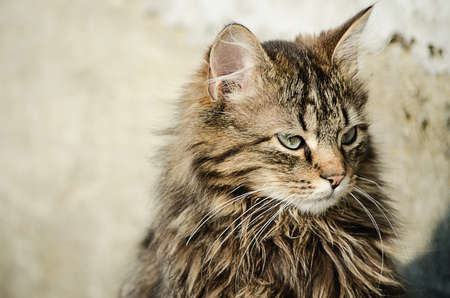 The cat walks in the fresh air on green grass