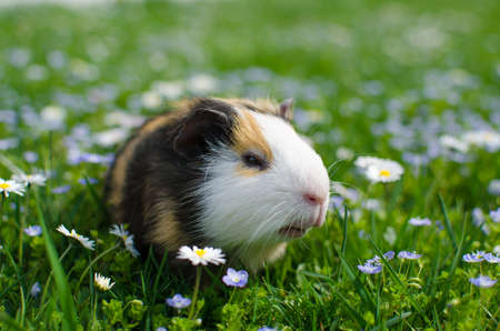guinea pig walks in the fresh air and eating green grassの写真素材