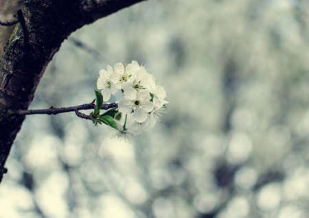 Pink delicate and fragrant apple blossoms in spring liltsi outdoors