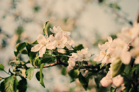 Pink delicate and fragrant apple blossoms in spring liltsi outdoors