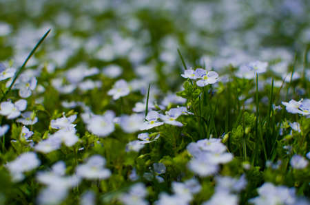 Veronica Small delicate flowers blooming outdoors in spring
