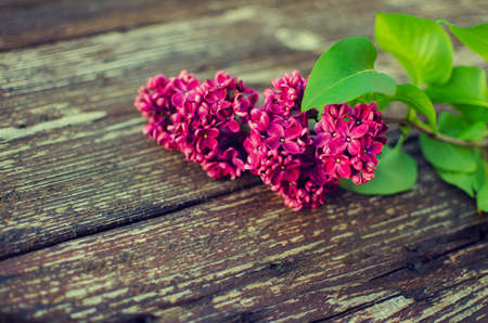 Beautiful branch of lilac bushes growing in the spring for a gift for a holiday momの写真素材