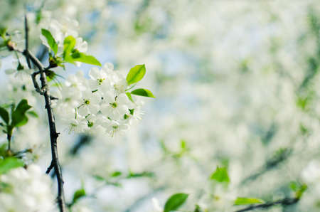 Pink delicate and fragrant apple blossoms in spring liltsi outdoors