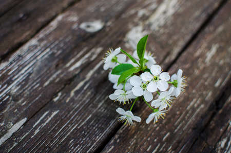 Spring plum branch blooming white flowers outdoors on a background of blue sky