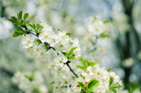Spring plum branch blooming white flowers outdoors on a background of blue sky