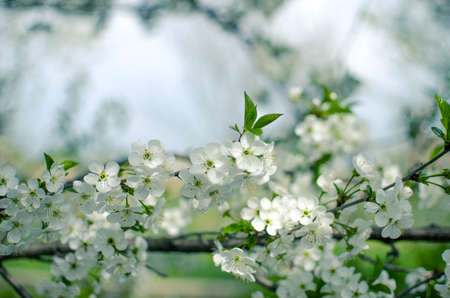 Pink delicate and fragrant apple blossoms in spring liltsi outdoors