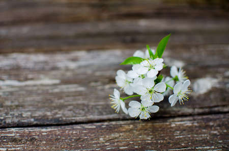 Pink delicate and fragrant apple blossoms in spring liltsi outdoors